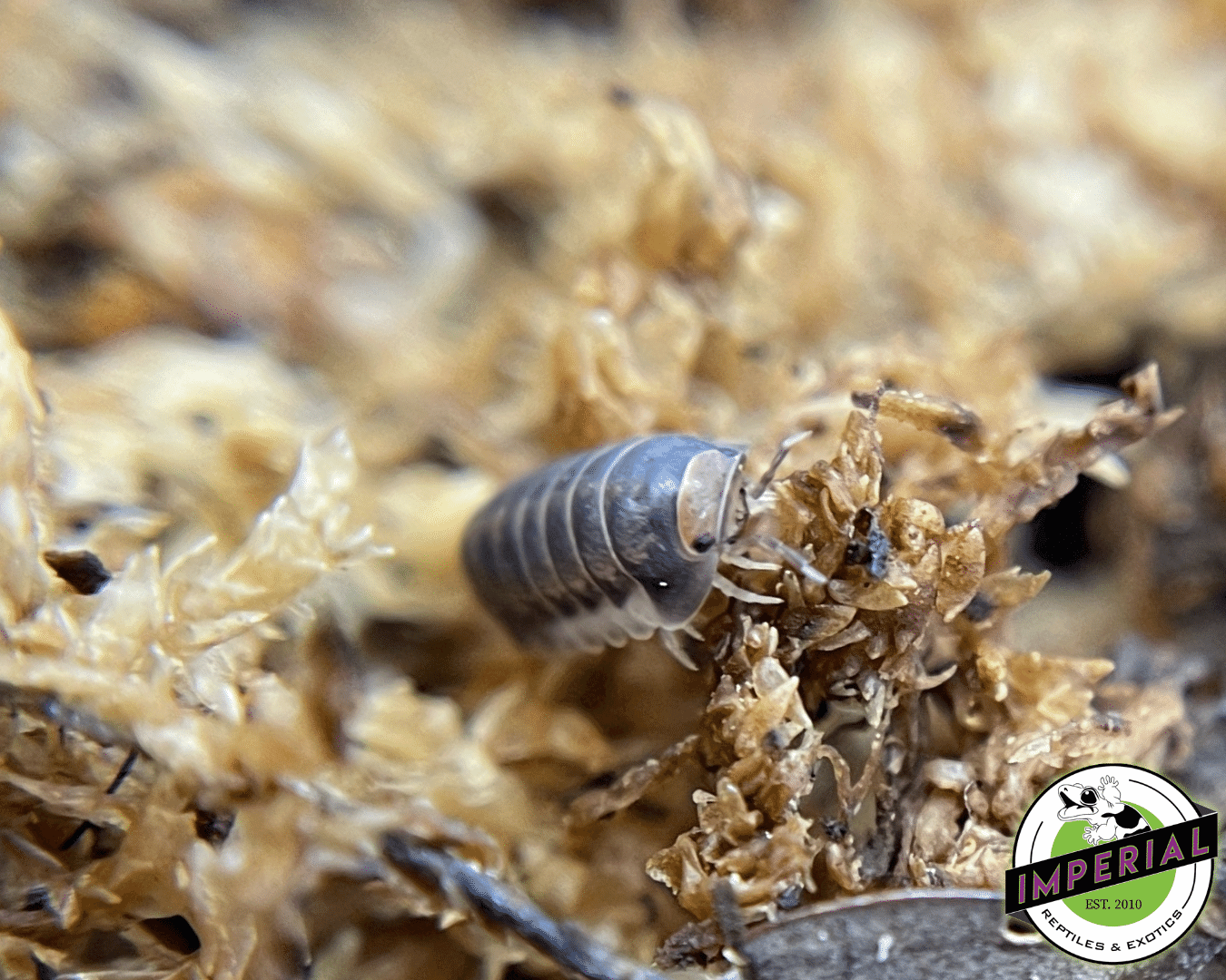 Cubaris sp "Pak Chong" Isopods — image 3