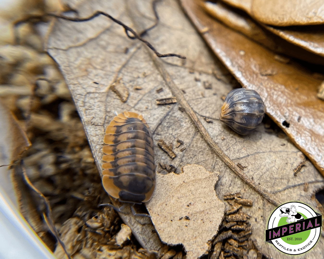 Cubaris sp. "Red Skirt" Isopods — image 2