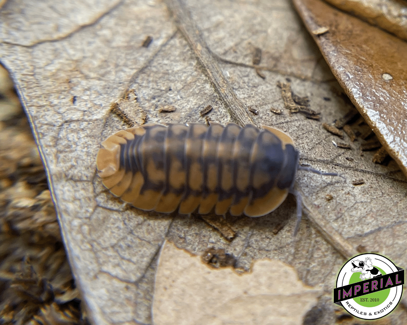 Cubaris sp. "Red Skirt" Isopods — image 3