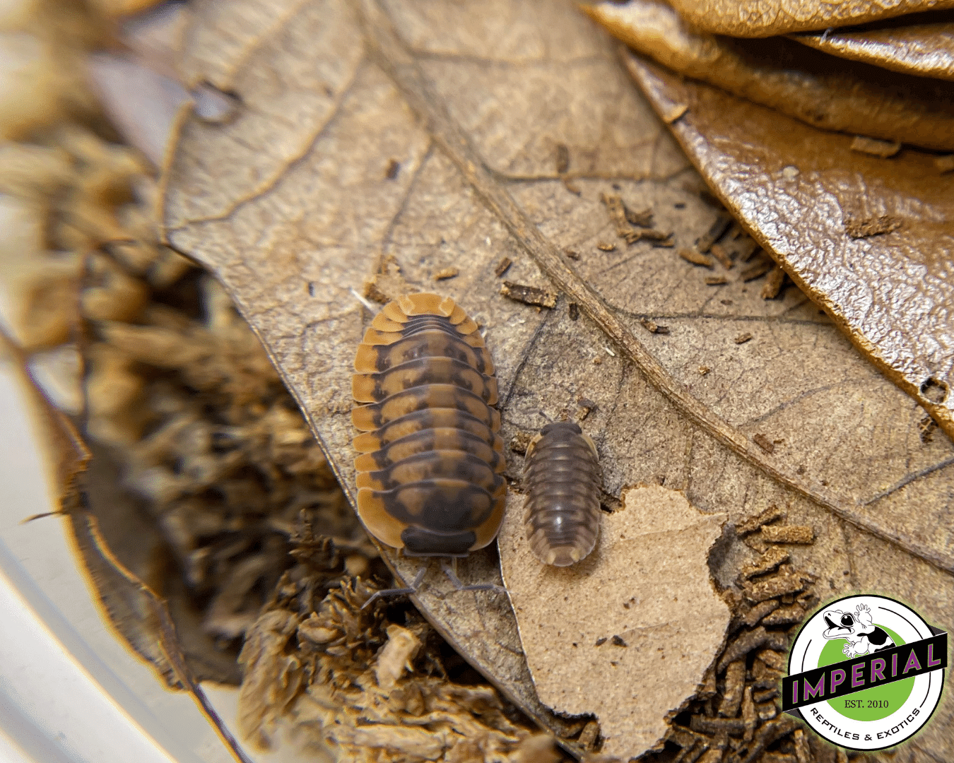 Cubaris sp. "Red Skirt" Isopods