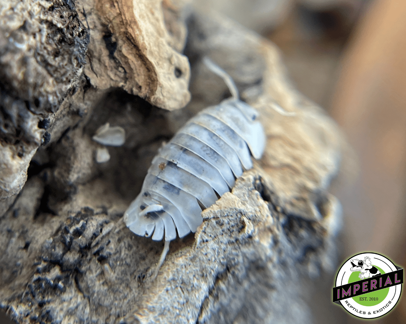 Cubaris sp. "Shiro Utsuri" Isopods — image 2