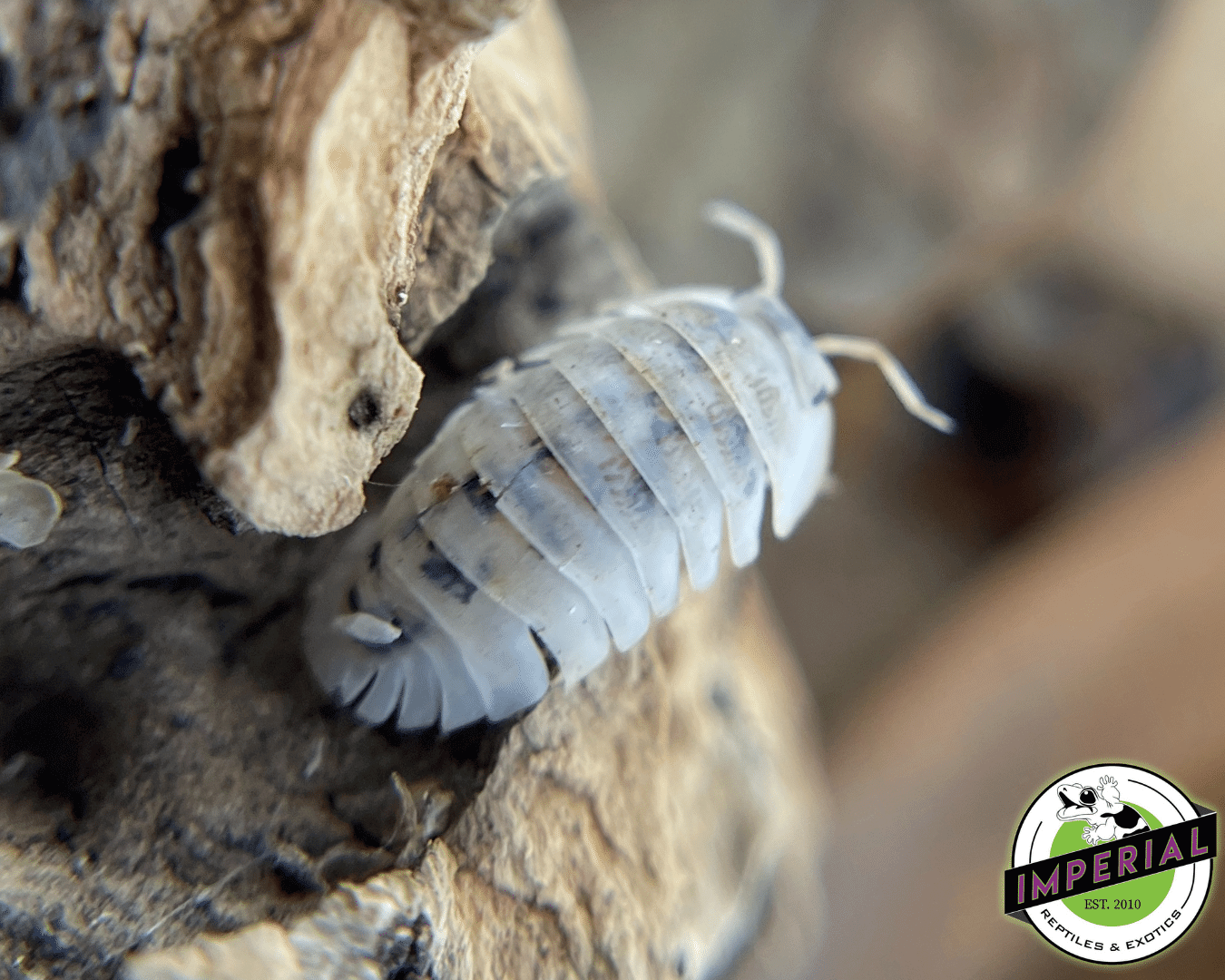 Cubaris sp. "Shiro Utsuri" Isopods