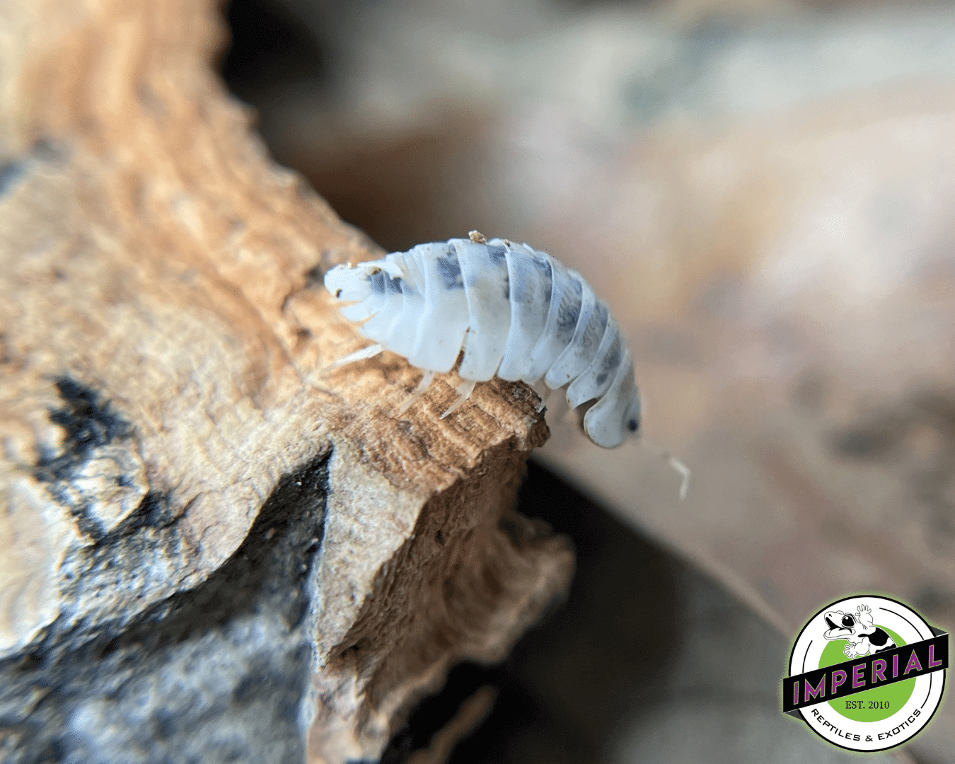 Cubaris sp. "Shiro Utsuri" Isopods — image 3