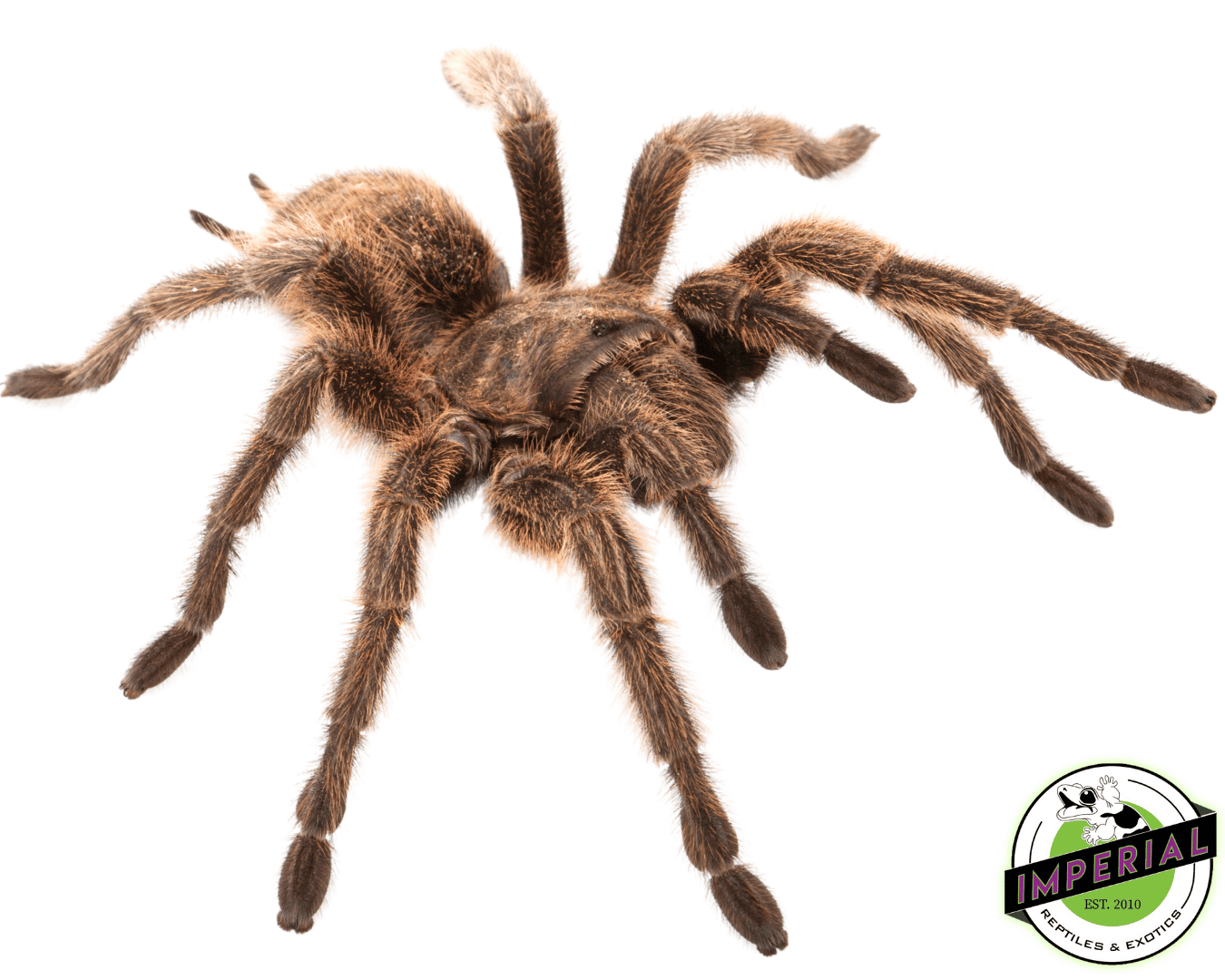 Curly Hair Tarantula (Brachypelma albopilosum)