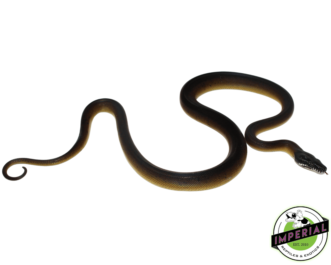 D’Alberts White Lipped Python Female (#10923-02) — image 2