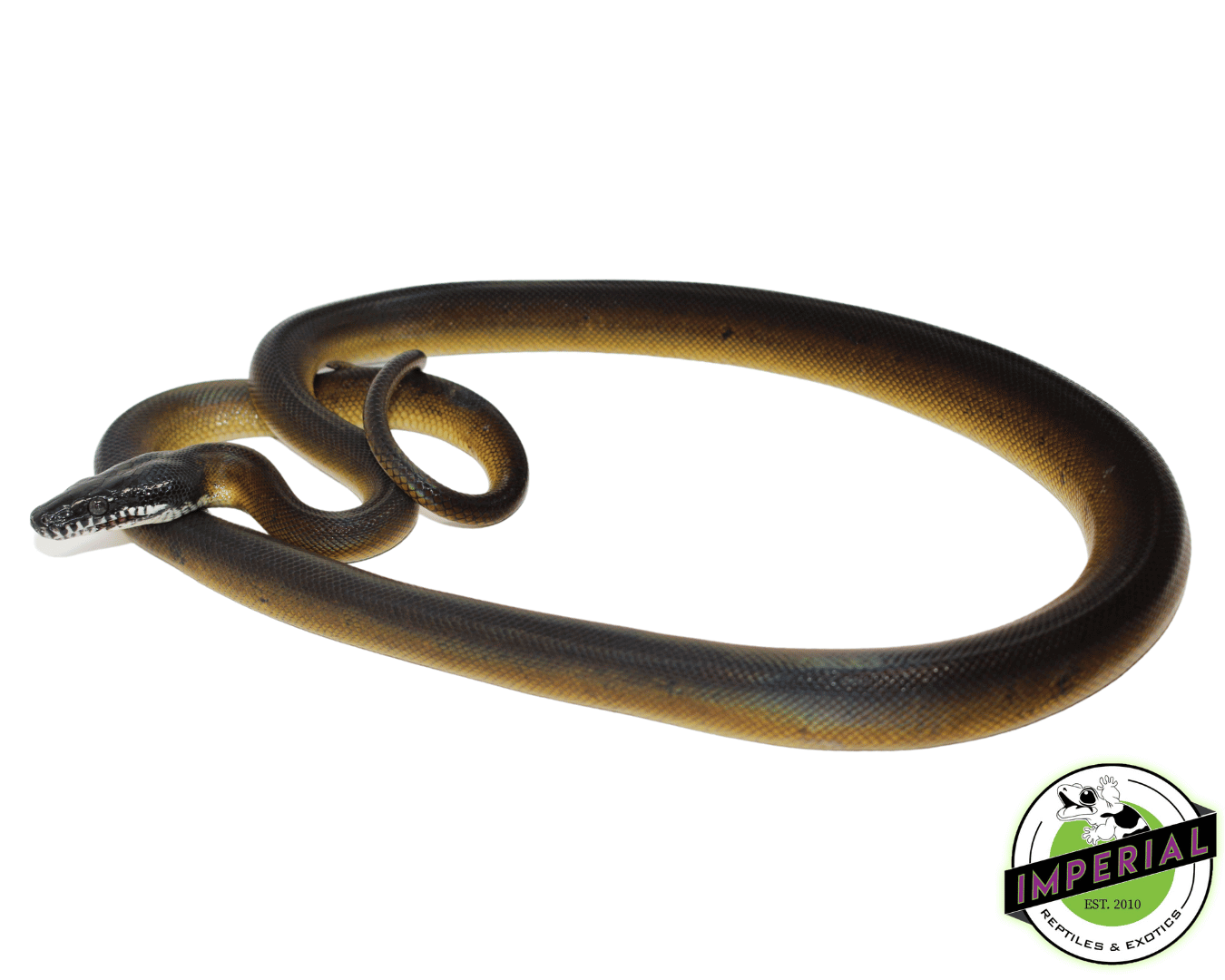 D’Alberts White Lipped Python Female (#10923-02)