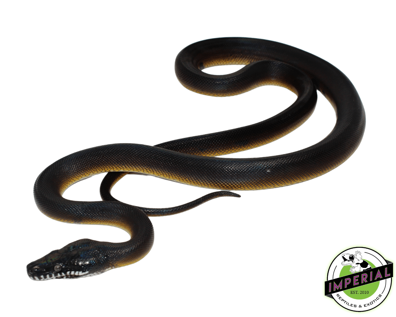 D'Alberts White Lipped Python