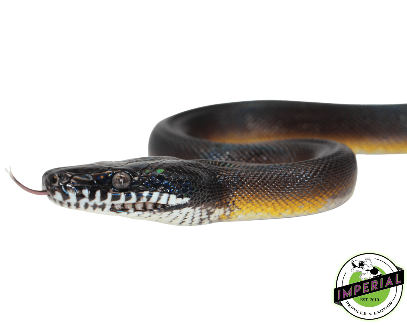 D'Alberts White Lipped Python — image 2