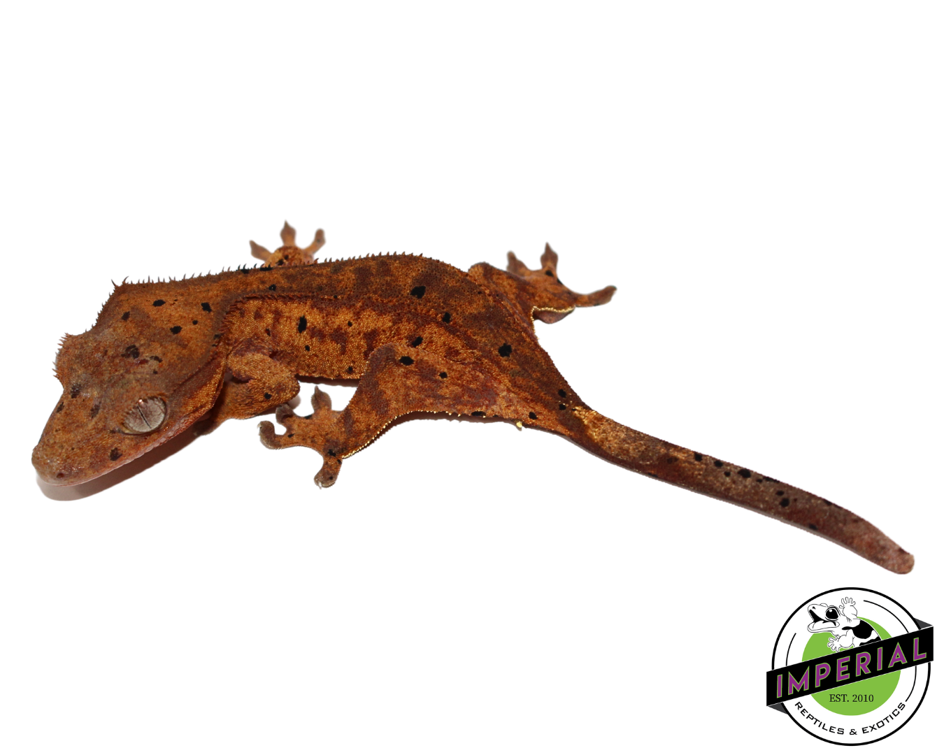 Dalmatian Crested Gecko (#112524-10)