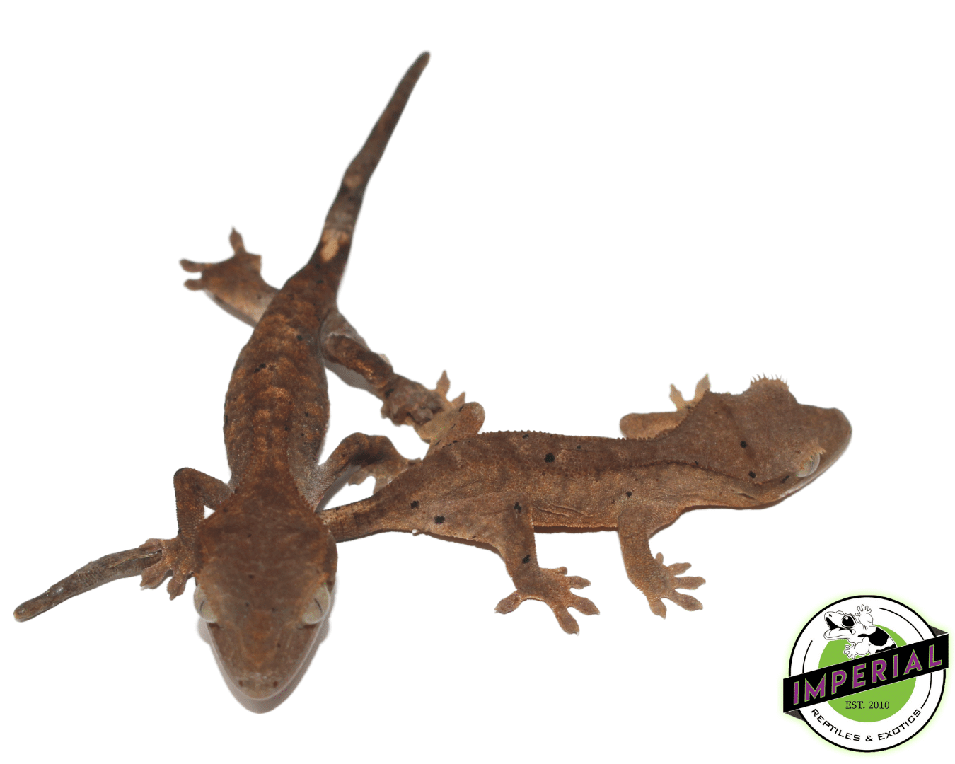 Dalmatian Crested Gecko Baby — image 2