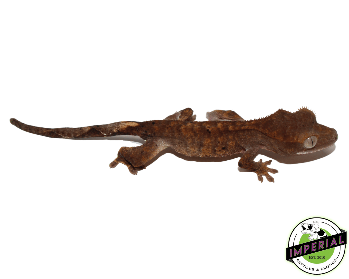 Dalmatian Crested Gecko Baby