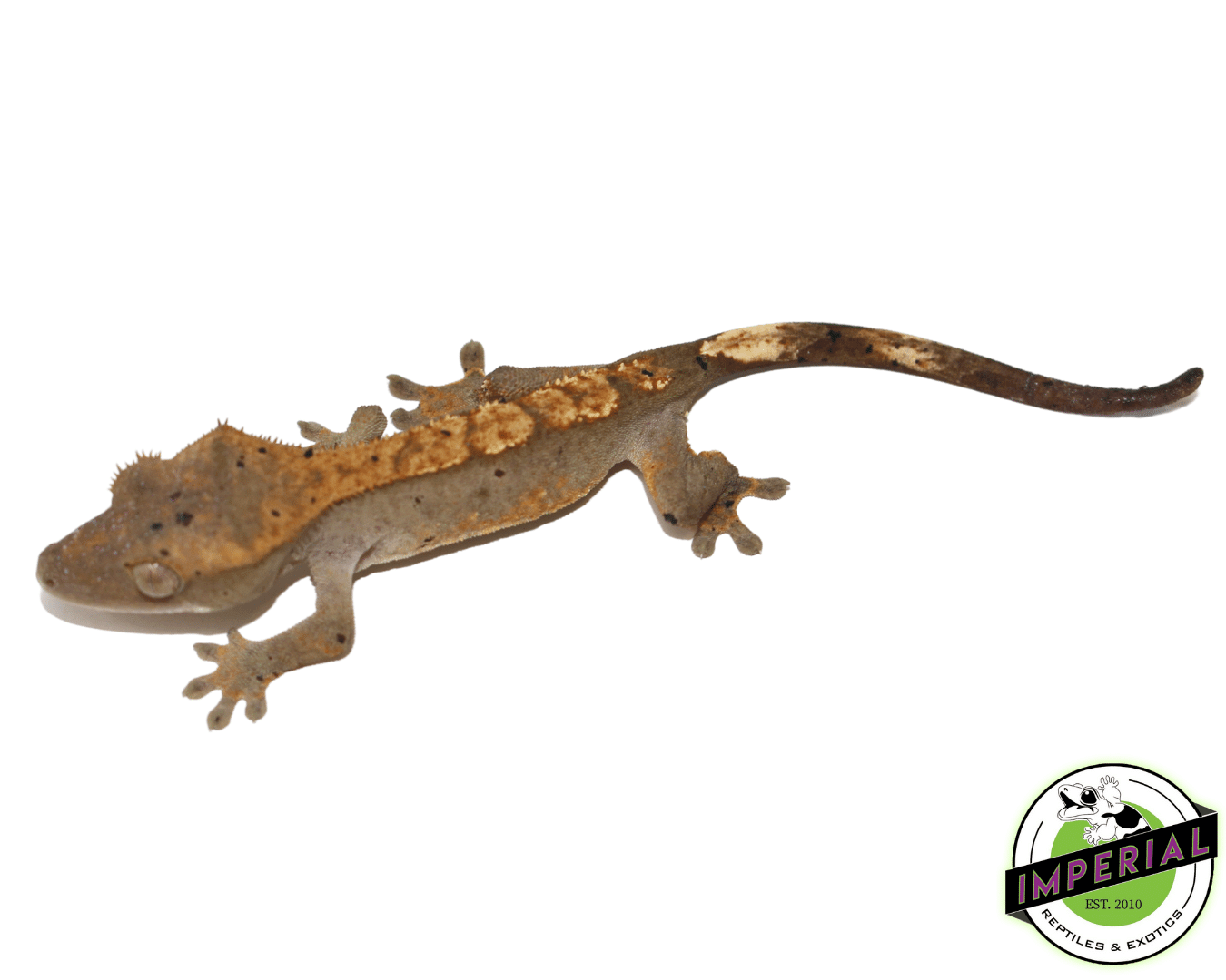 Dalmatian Crested Gecko Baby — image 3