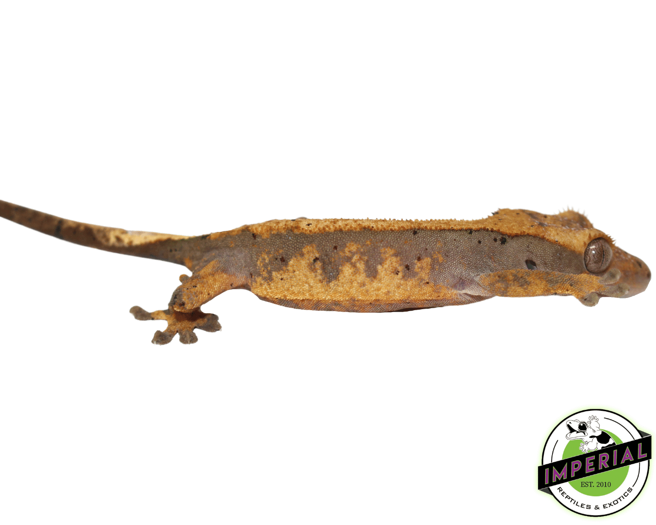 Dalmatian Crested Gecko Baby — image 2