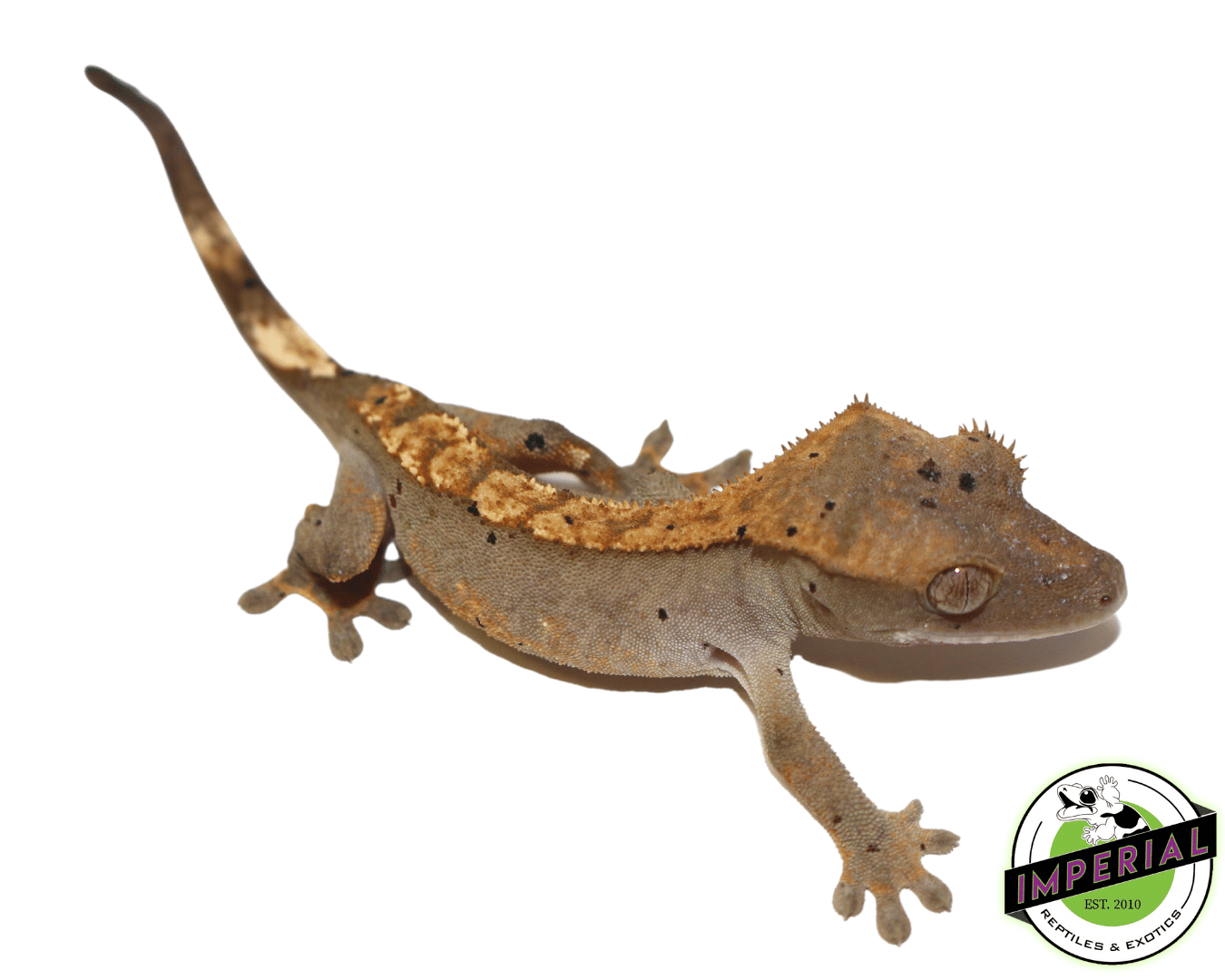 Dalmatian Crested Gecko Baby
