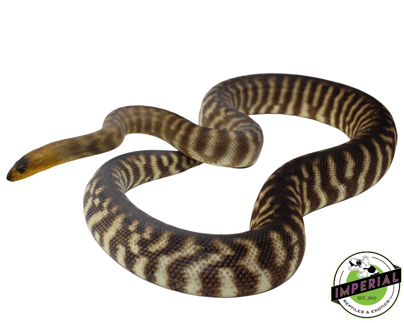 "Dark Blackbelly" Woma Python Adult Female #3