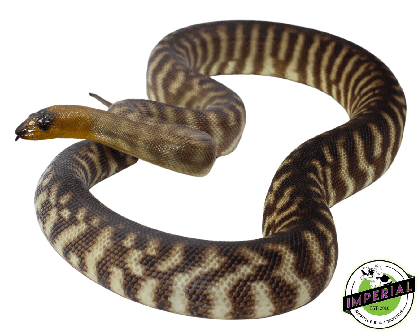 "Dark Blackbelly" Woma Python Adult Female #3 — image 2