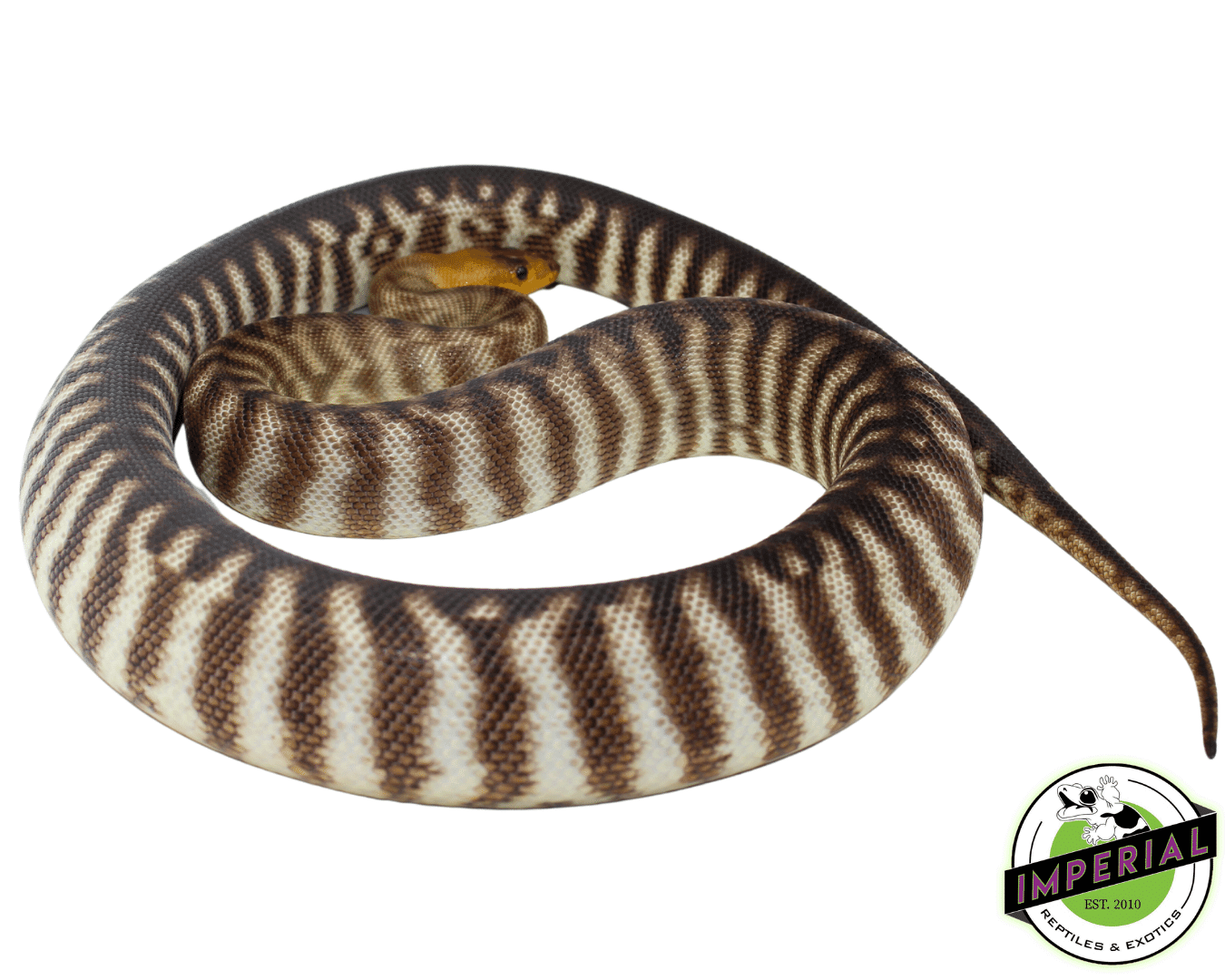 "Dark" Woma Python Adult Female #2 — image 2
