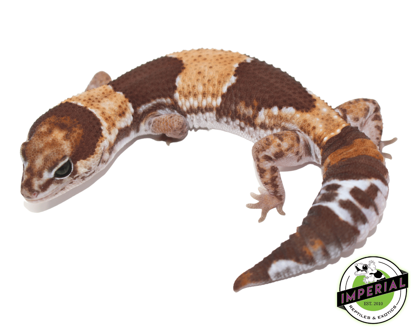 DBL Het Caramel Oreo African Fat Tail Gecko