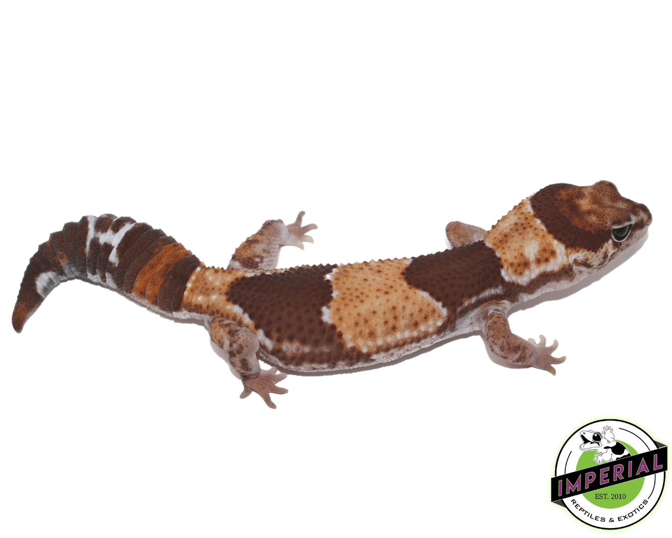 DBL Het Caramel Oreo African Fat Tail Gecko — image 2