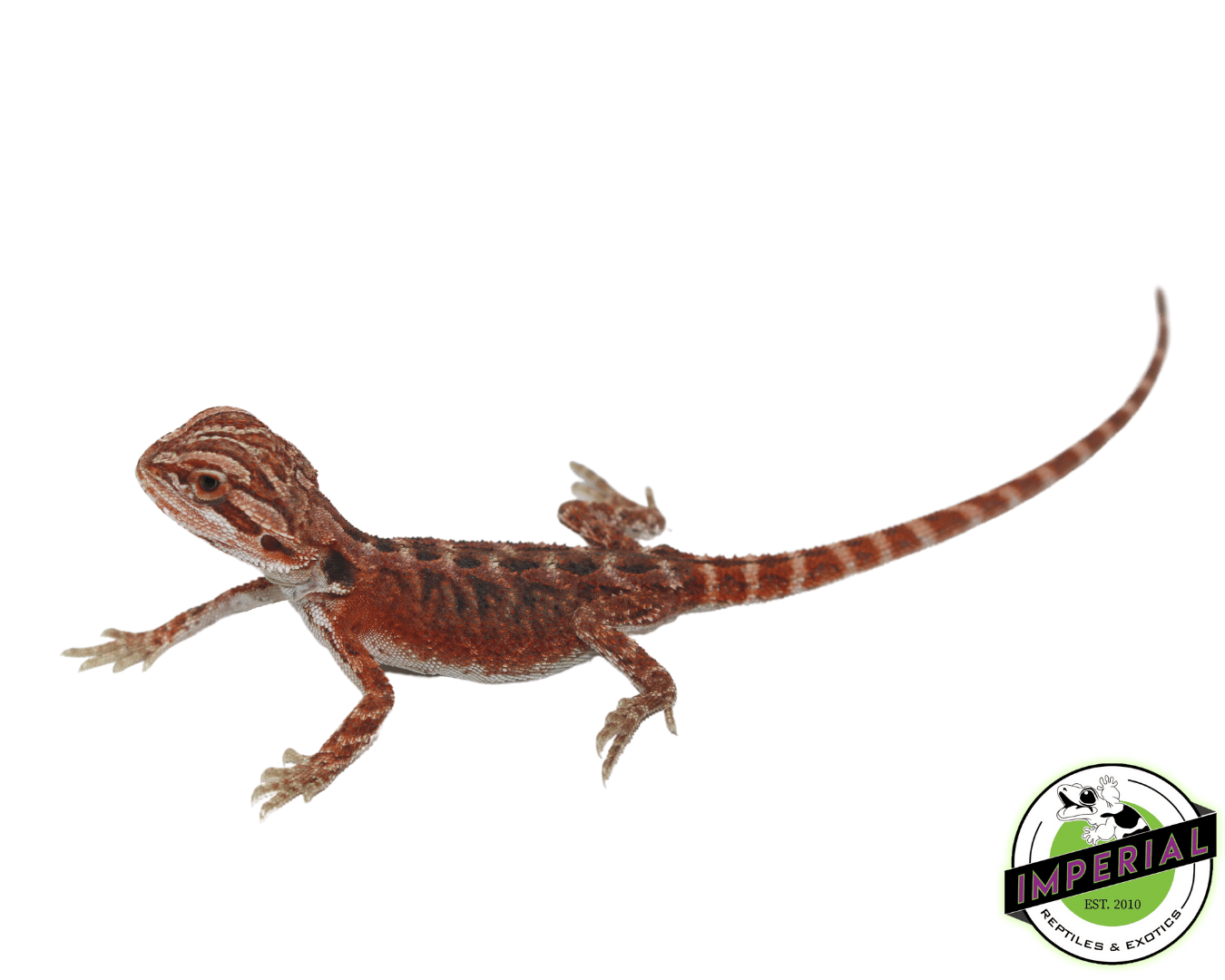 Deep Red Bearded Dragon