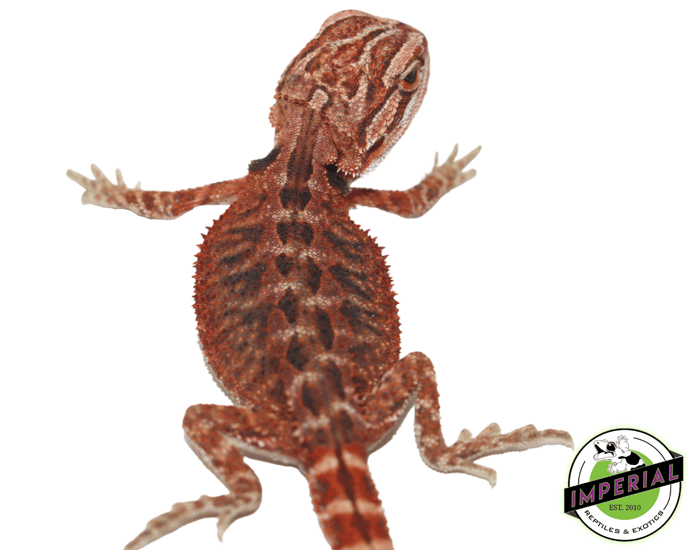 Deep Red Bearded Dragon — image 2