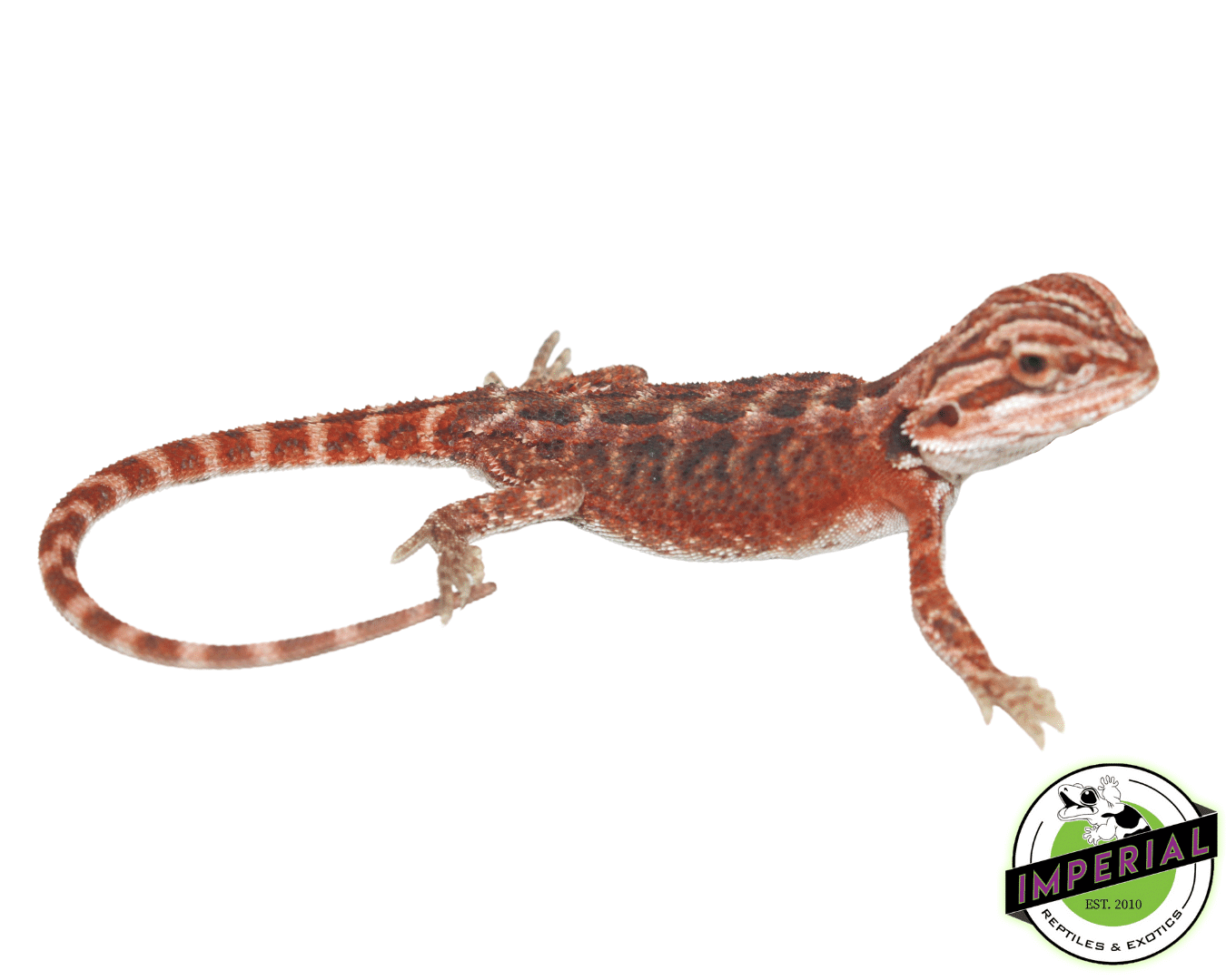 Deep Red Bearded Dragon — image 3