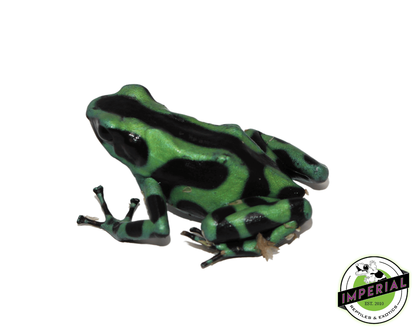 Dendrobates auratus "Green & Black" Poison Dart Frog Adult