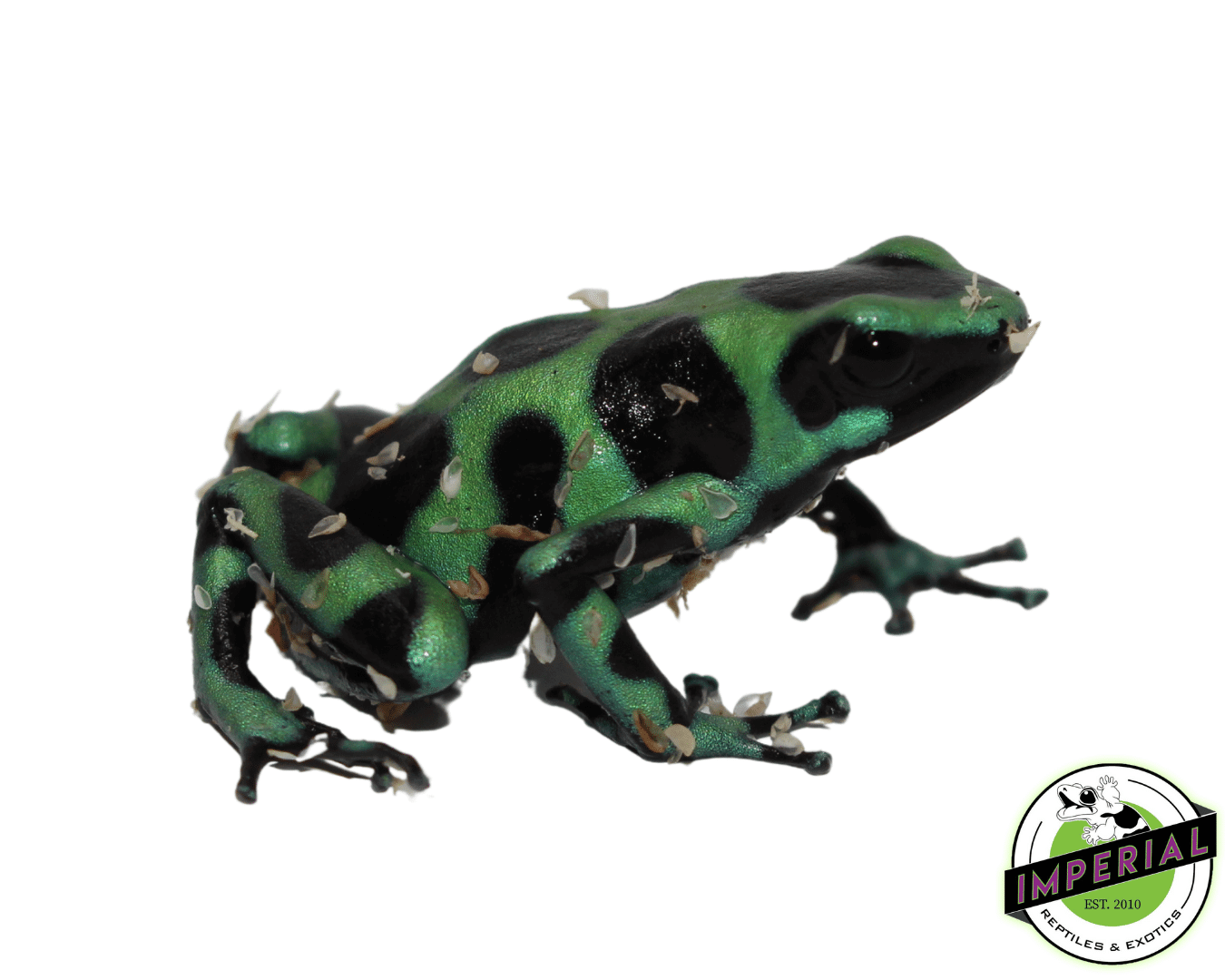 Dendrobates auratus "Green & Black" Poison Dart Frog Adult — image 2