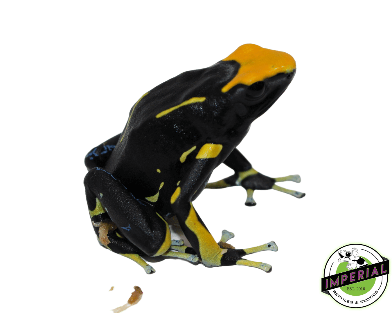 Dendrobates tinctorius "Alanis" Posion Dart Frog Adult