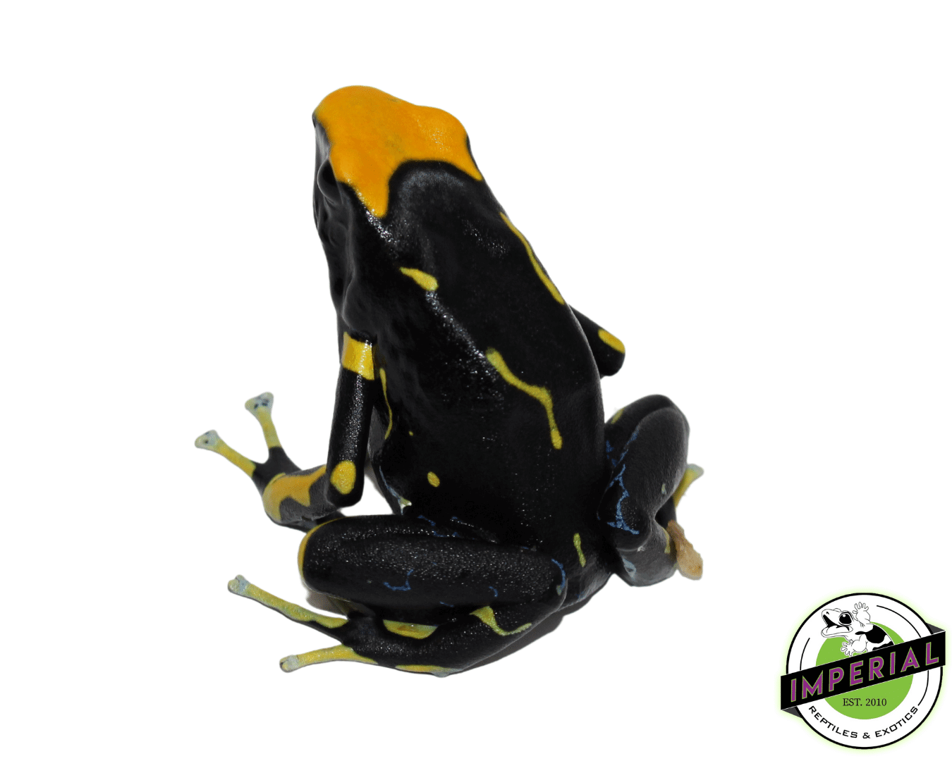 Dendrobates tinctorius "Alanis" Posion Dart Frog Adult — image 2