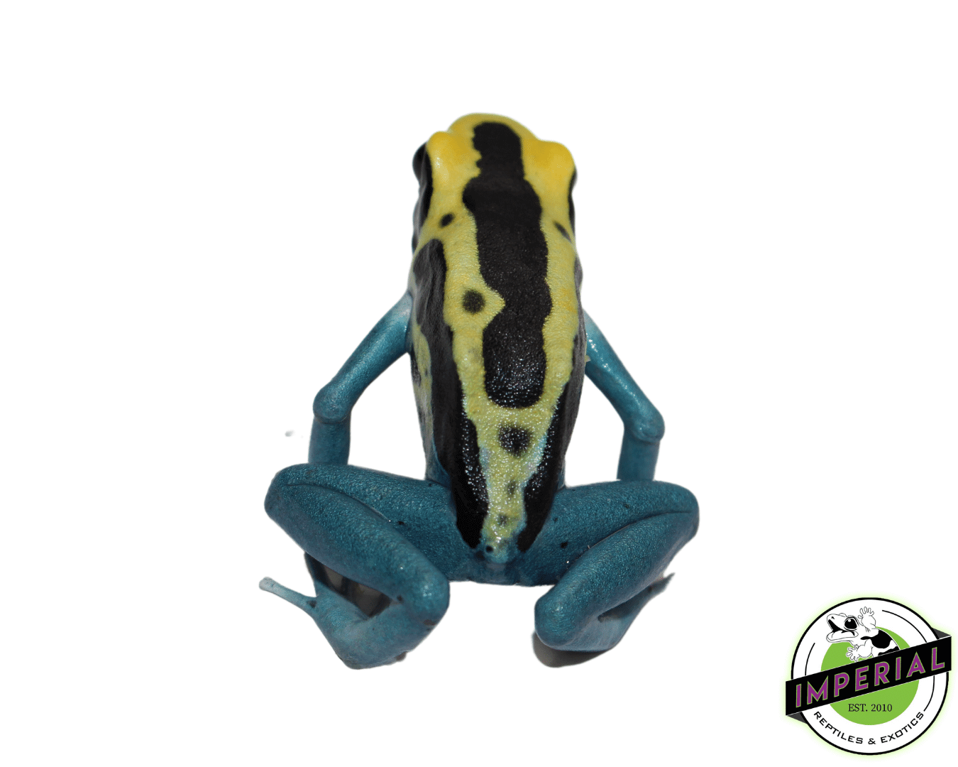 Dendrobates tinctorius "Patricia" Poison Dart Frog Adult — image 3