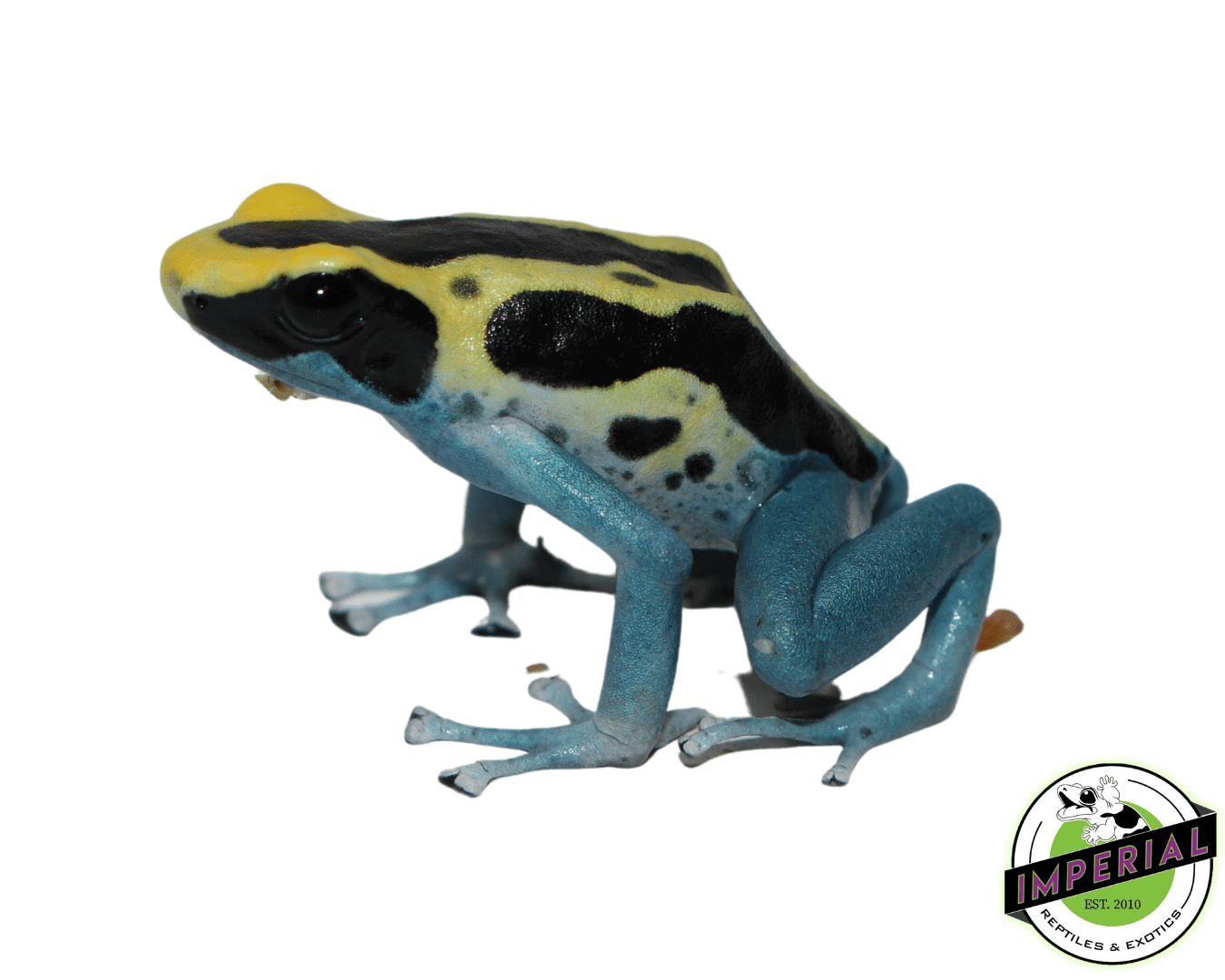 Dendrobates tinctorius "Patricia" Poison Dart Frog Adult