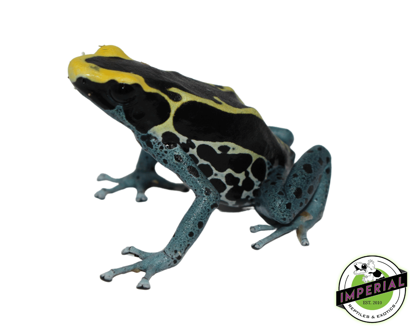 Dendrobates tinctorius "Patricia" Poison Dart Frog Adult — image 2