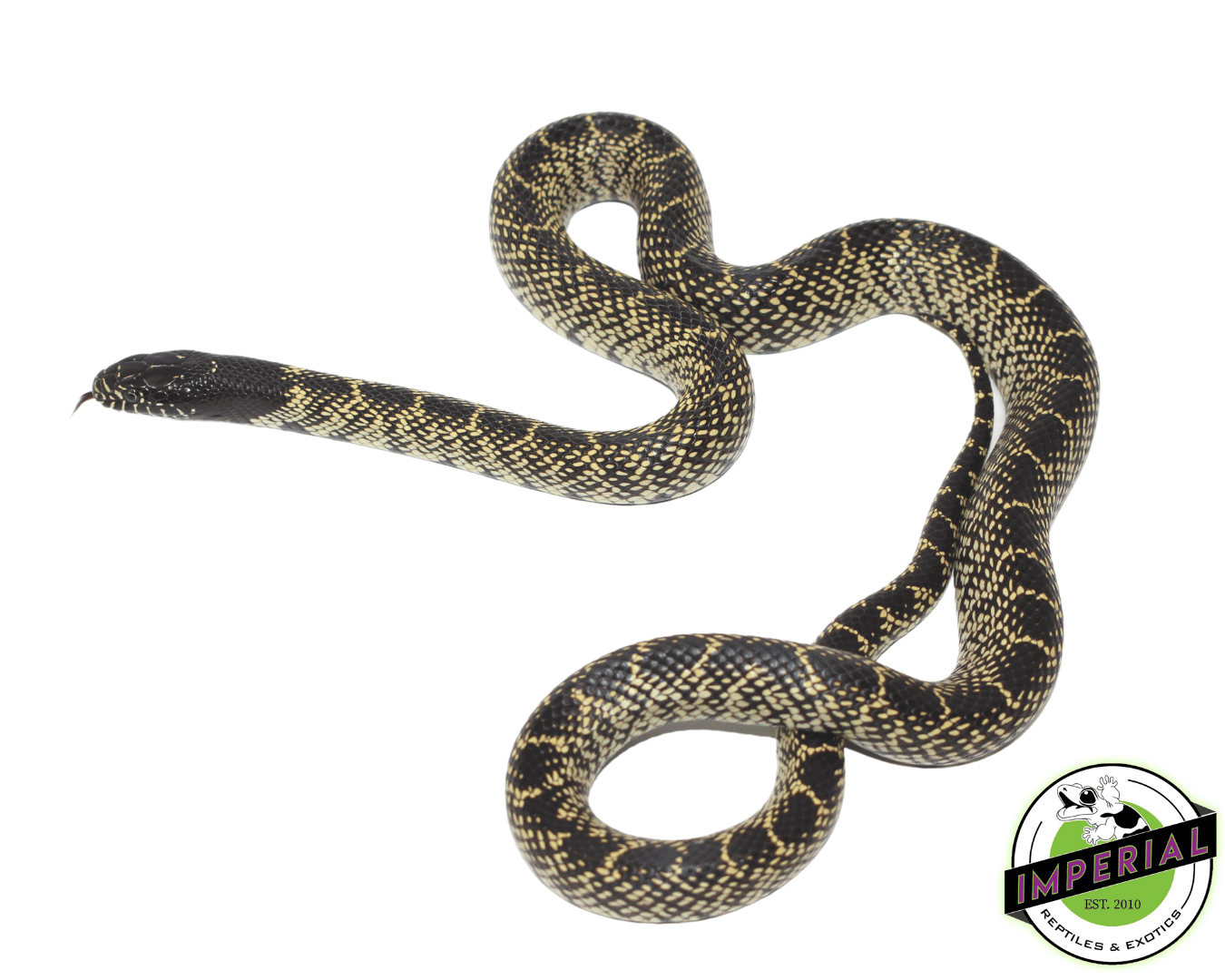 Desert Kingsnake Sub-Adult
