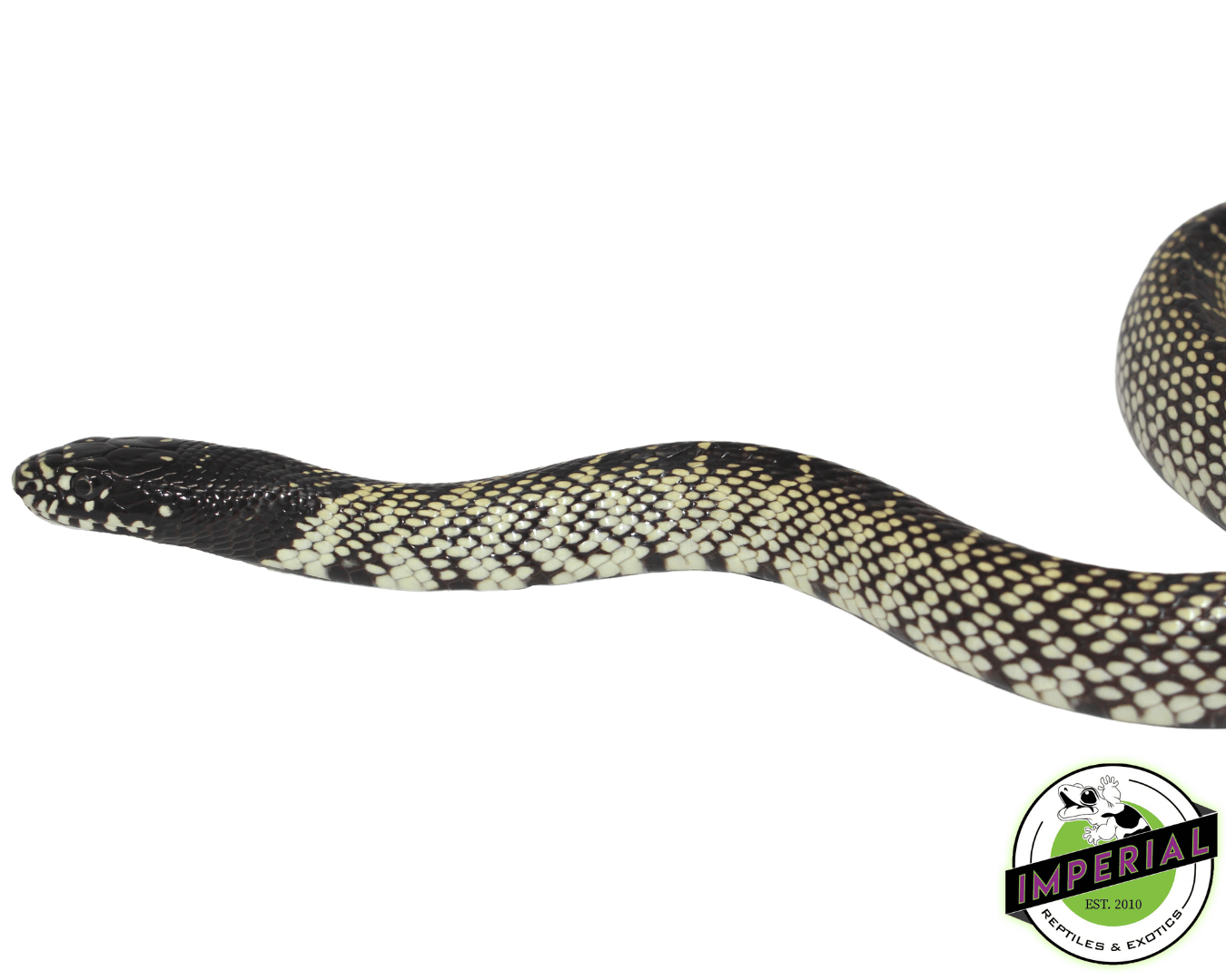 Desert Kingsnake Sub-Adult — image 2