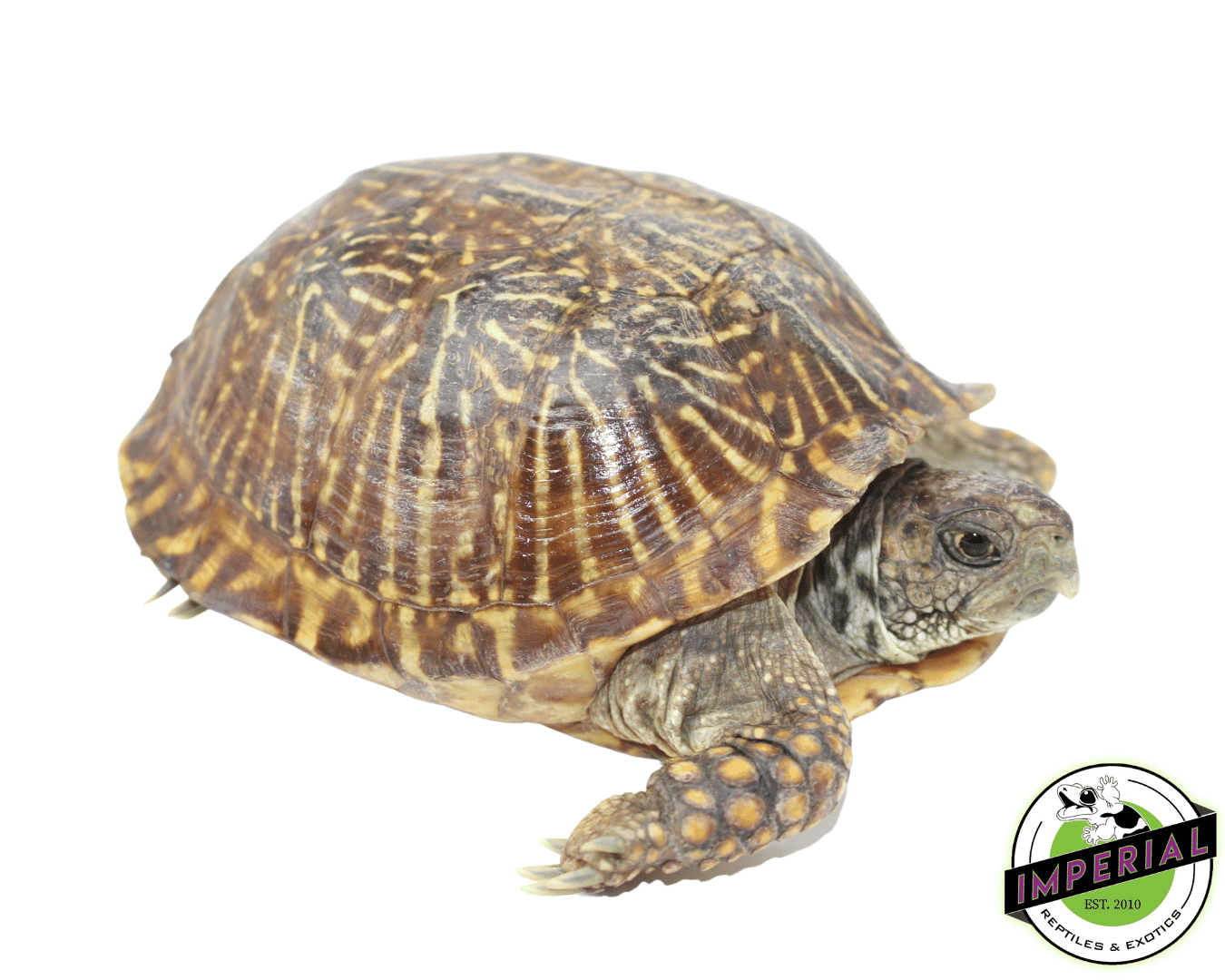 Desert Ornate Box Turtle — image 2
