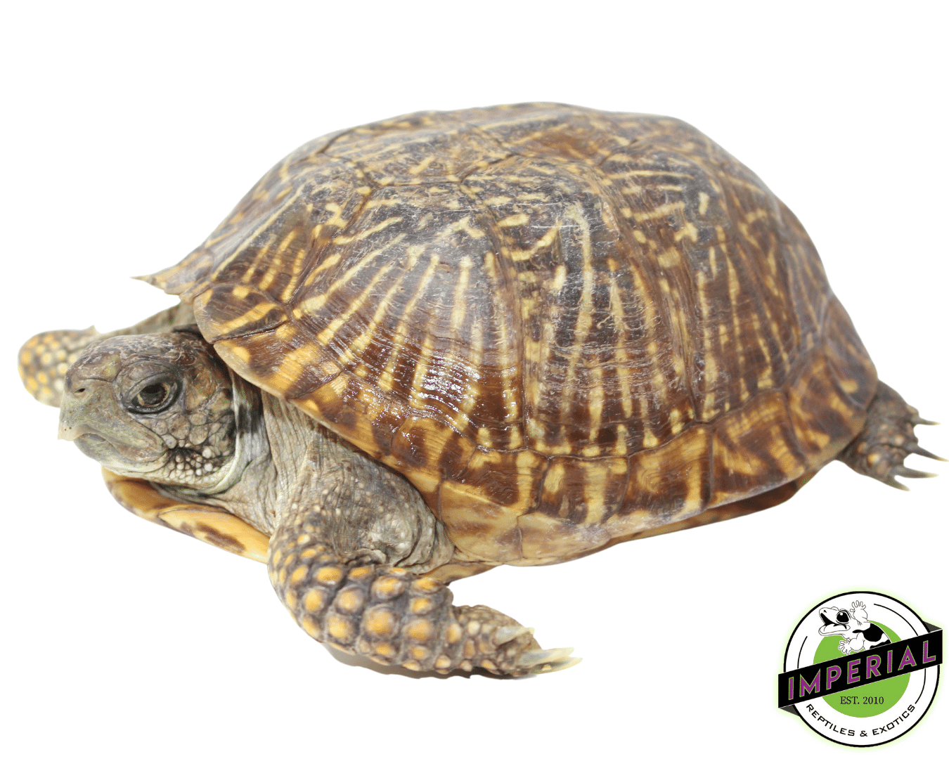 Desert Ornate Box Turtle