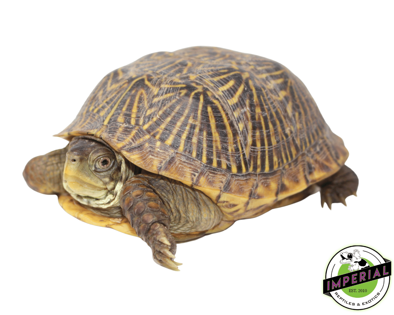 Desert Ornate Box Turtle — image 3