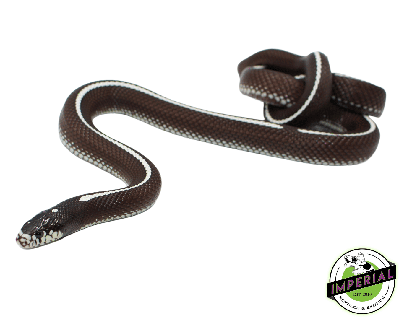 Desert Stripe California Kingsnake Adult — image 2