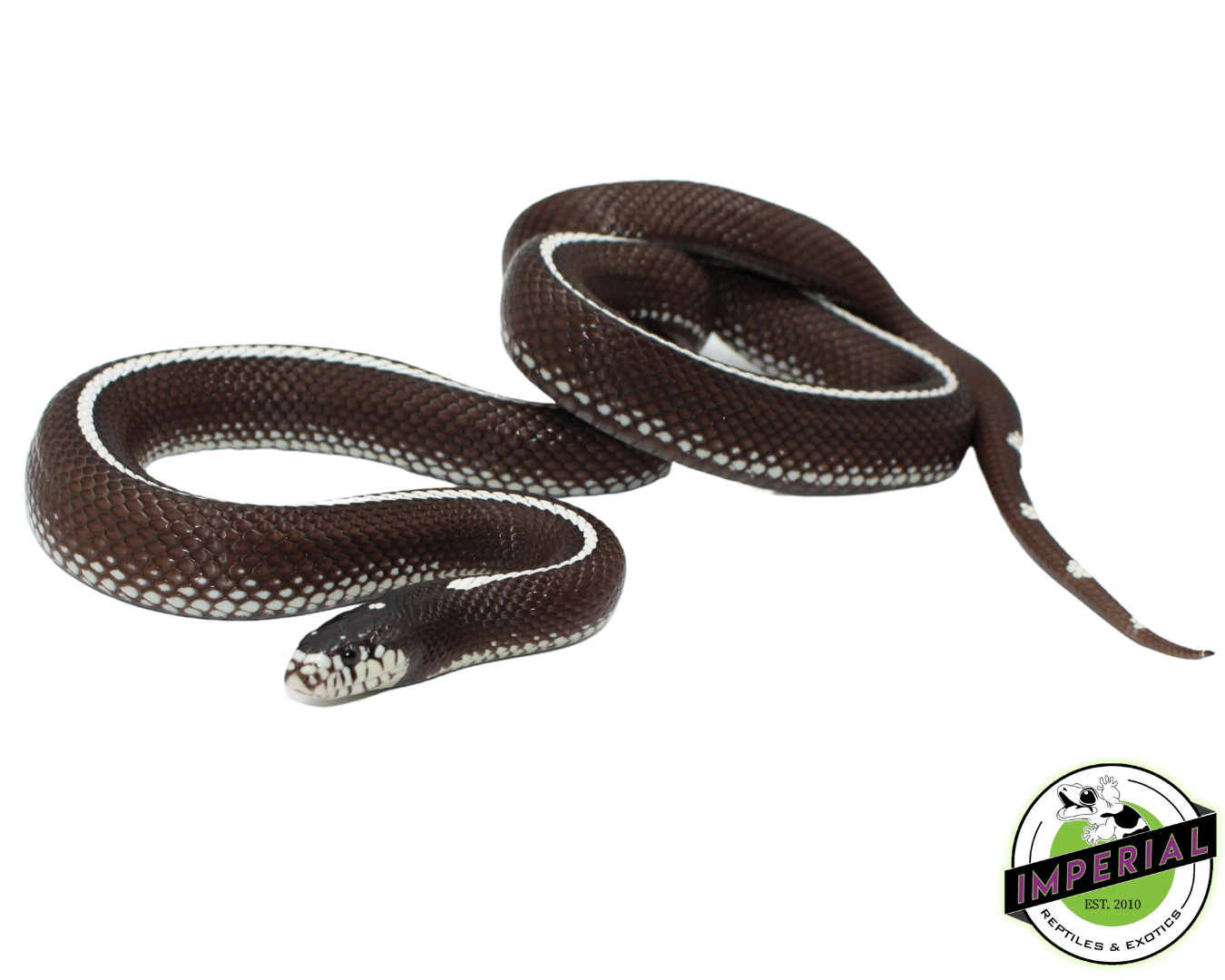 Desert Stripe California Kingsnake Adult