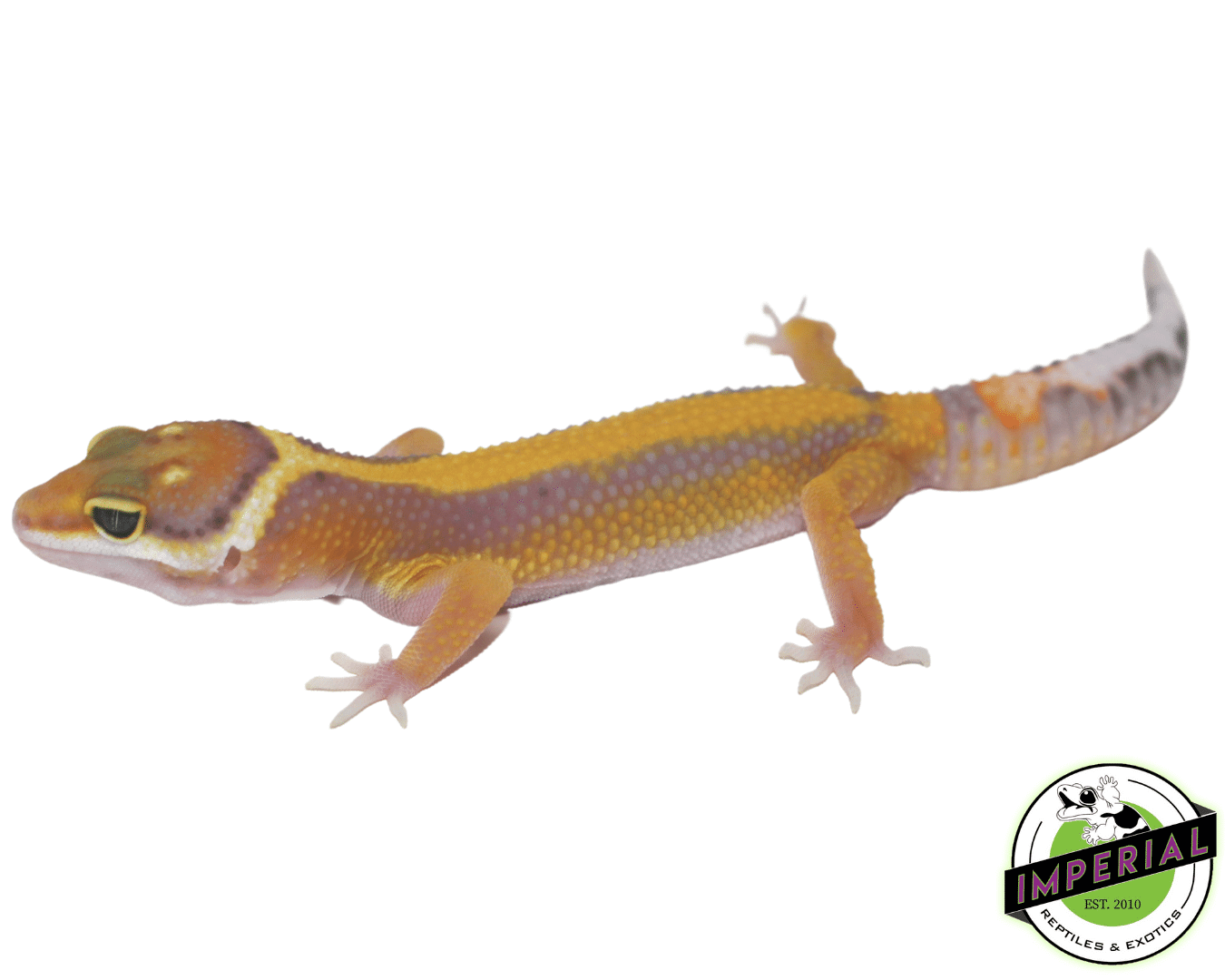 Designer Jungle Leopard Gecko Baby