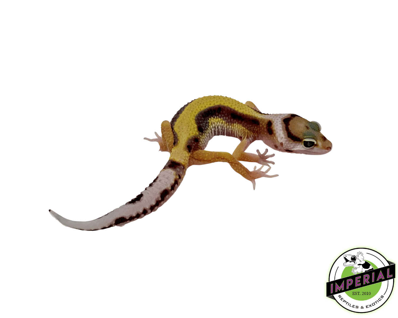 Designer Jungle Leopard Gecko Baby — image 2
