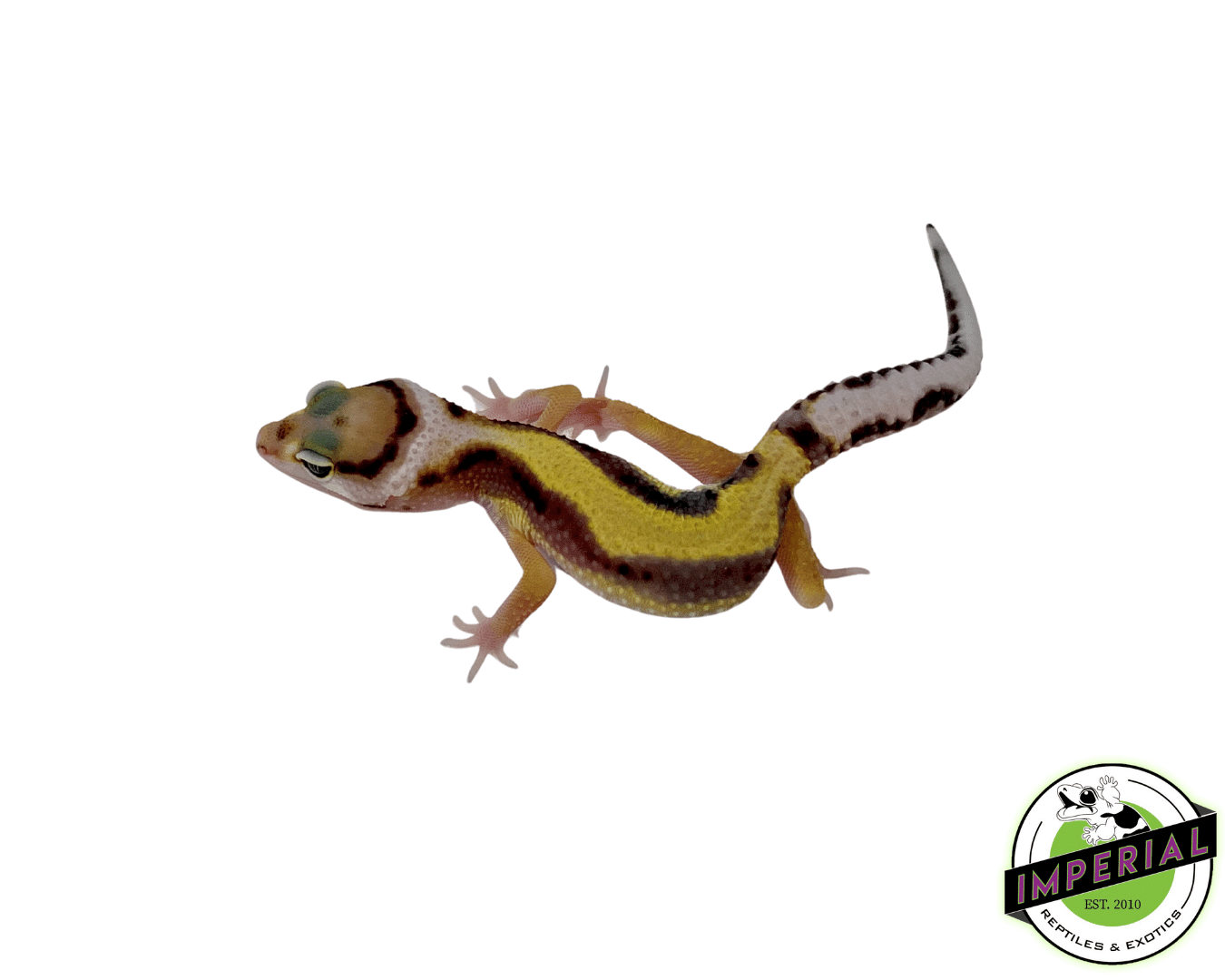 Designer Jungle Leopard Gecko Baby — image 3