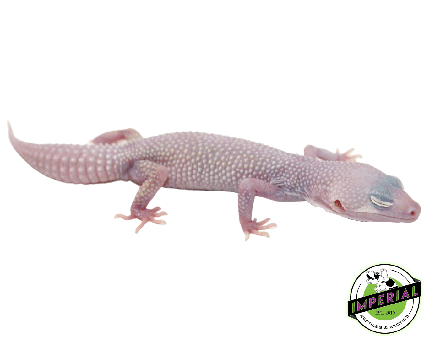 Diablo Blanco Leopard Gecko Adult