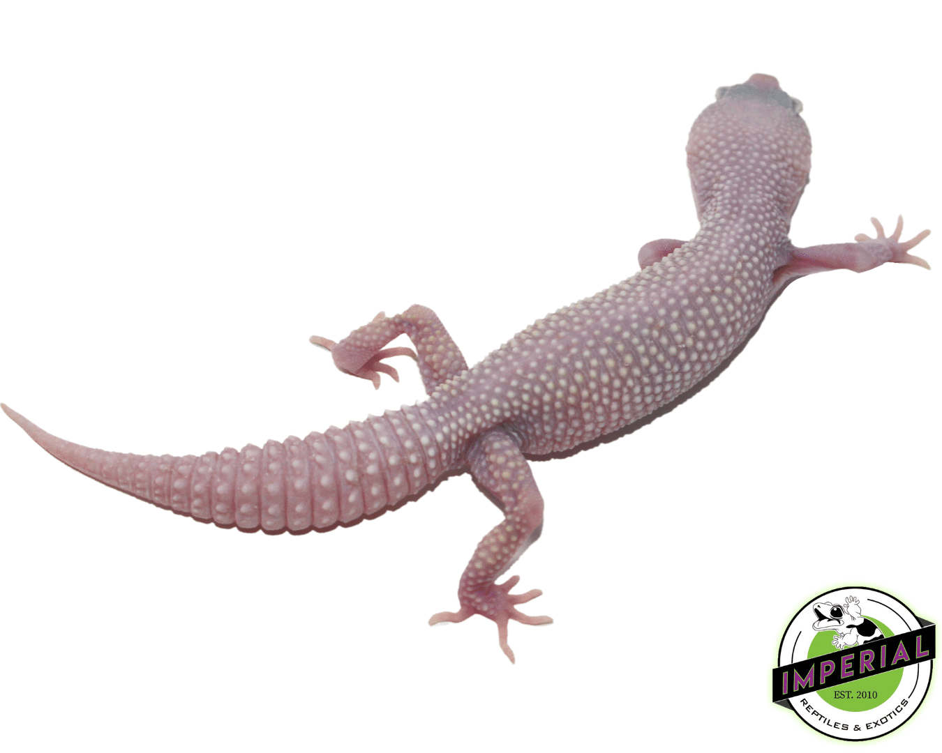 Diablo Blanco Leopard Gecko Adult — image 2