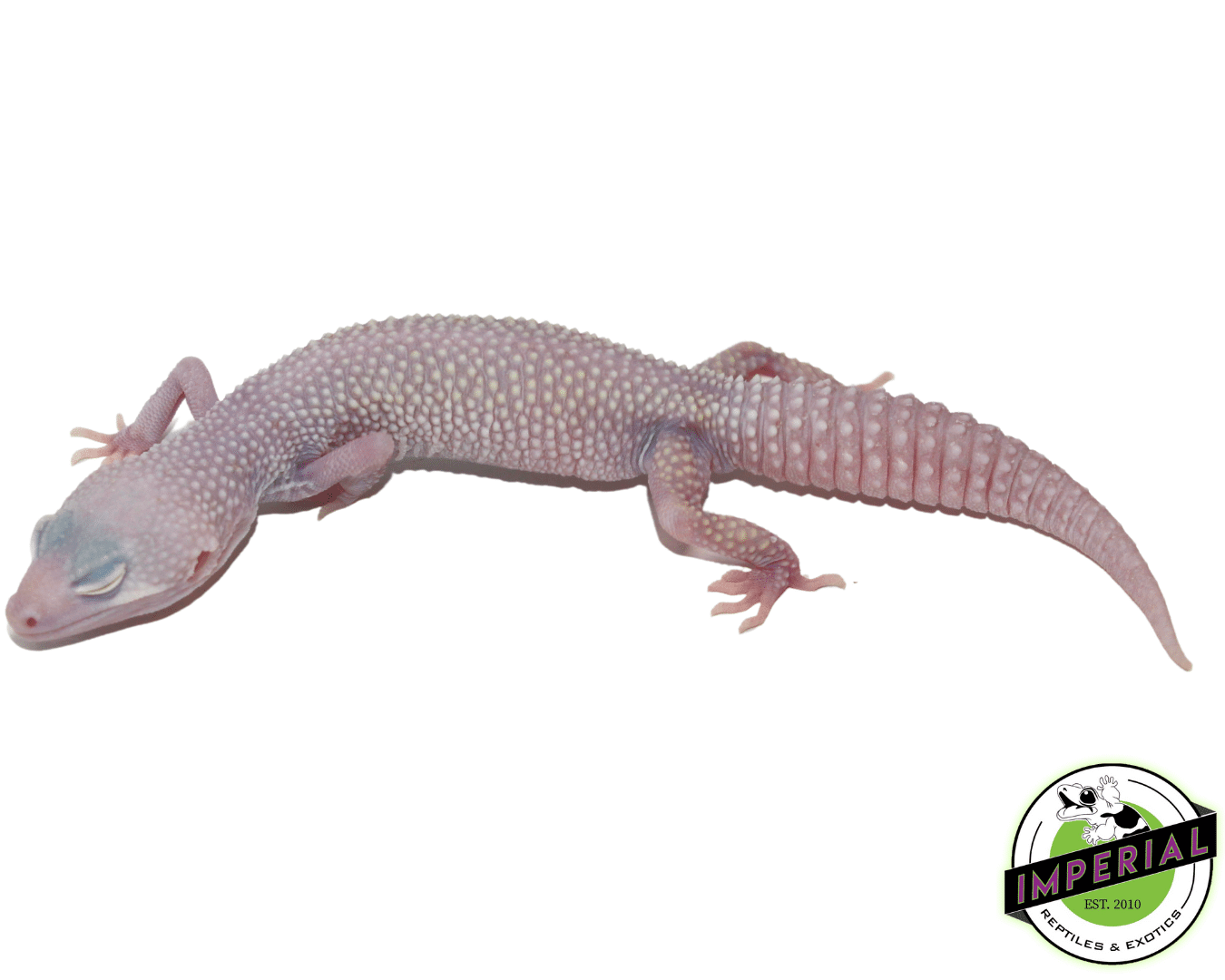 Diablo Blanco Leopard Gecko Adult — image 3