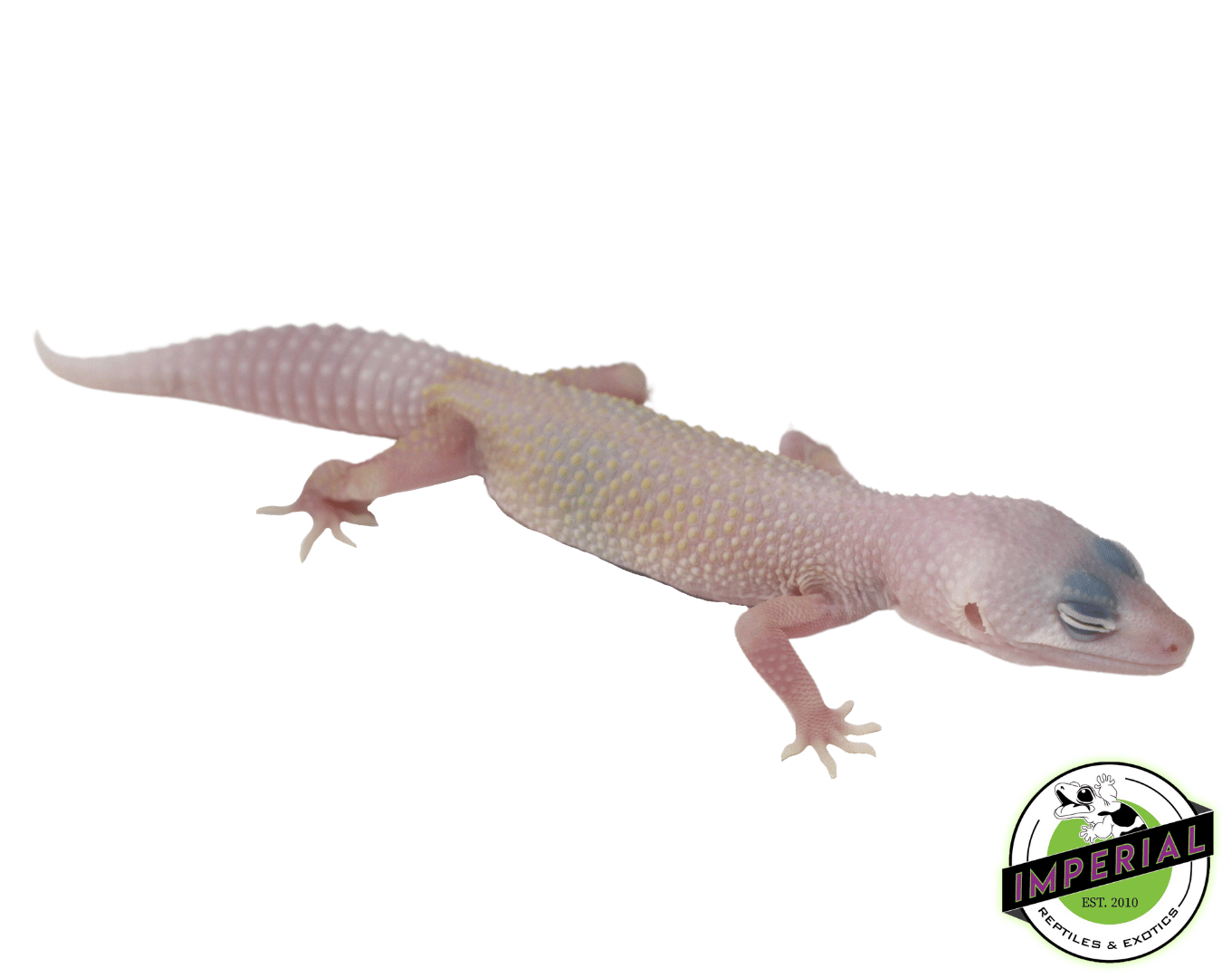 Diablo Blanco Leopard Gecko Baby — image 2