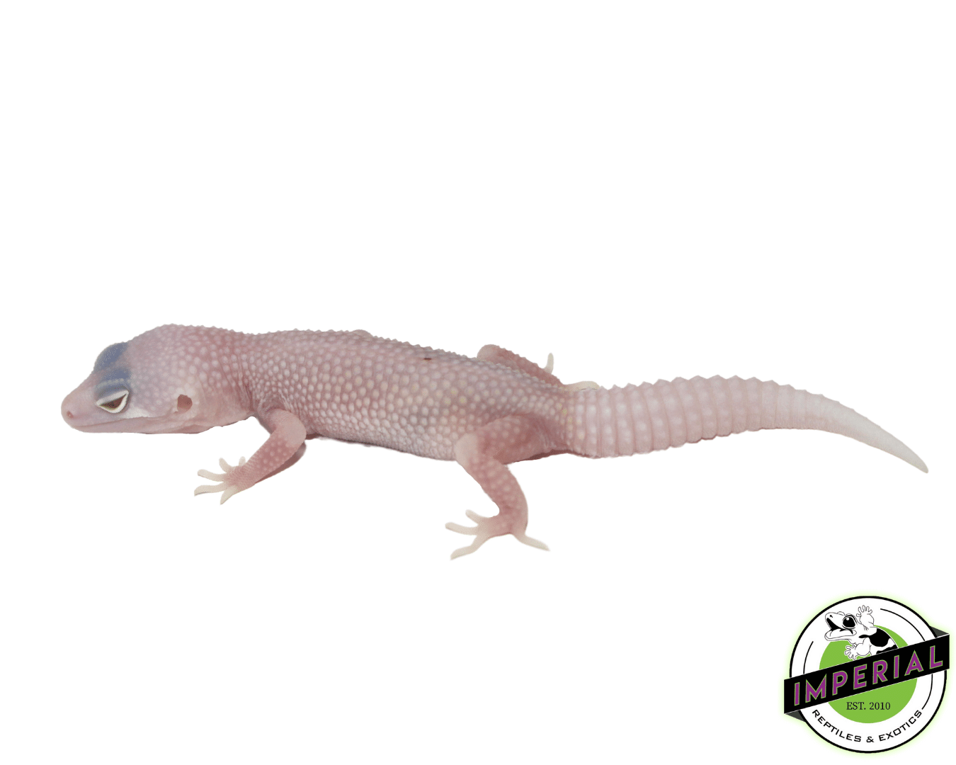 Diablo Blanco Leopard Gecko Baby — image 3