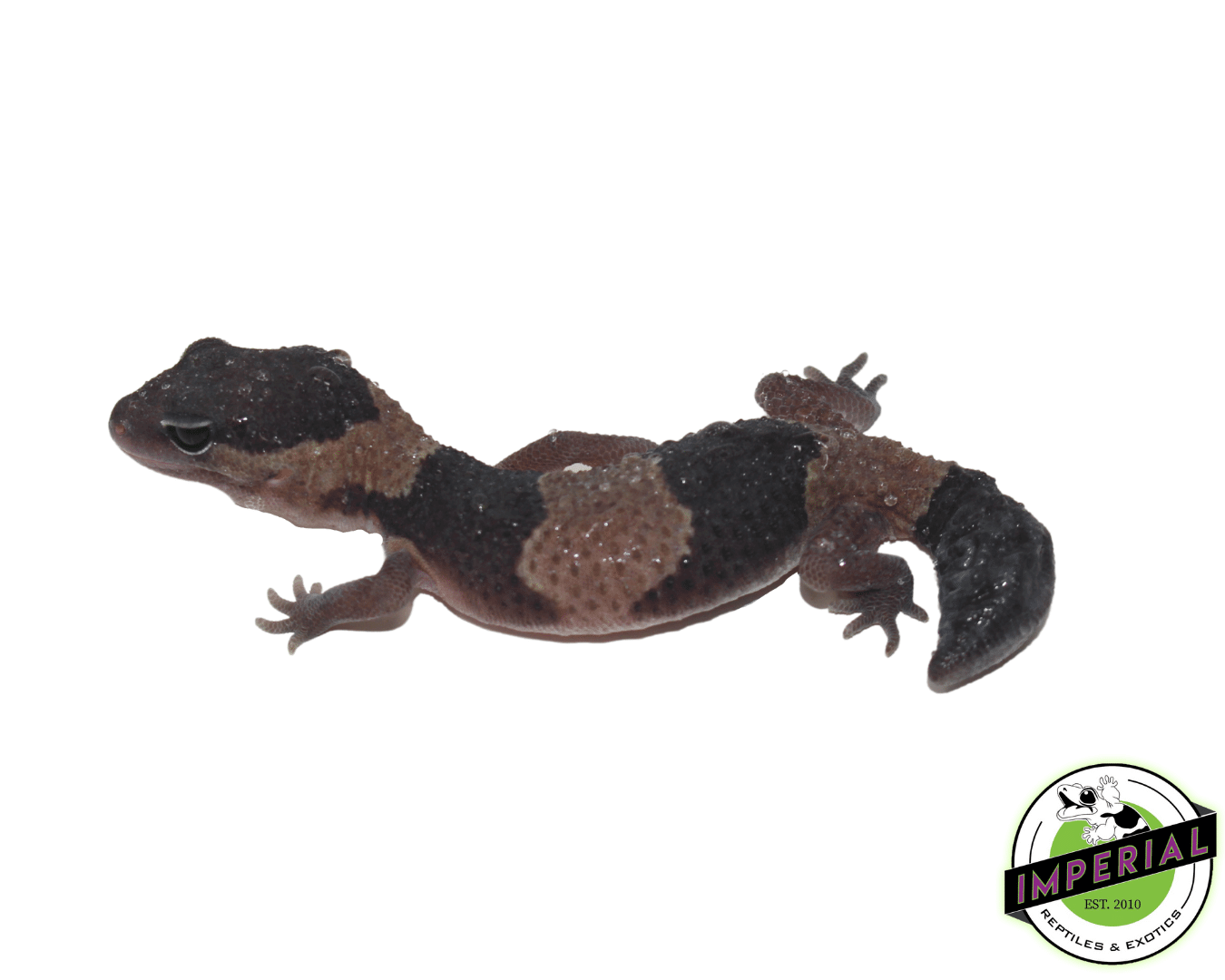 Dinker African Fat Tail Gecko — image 3