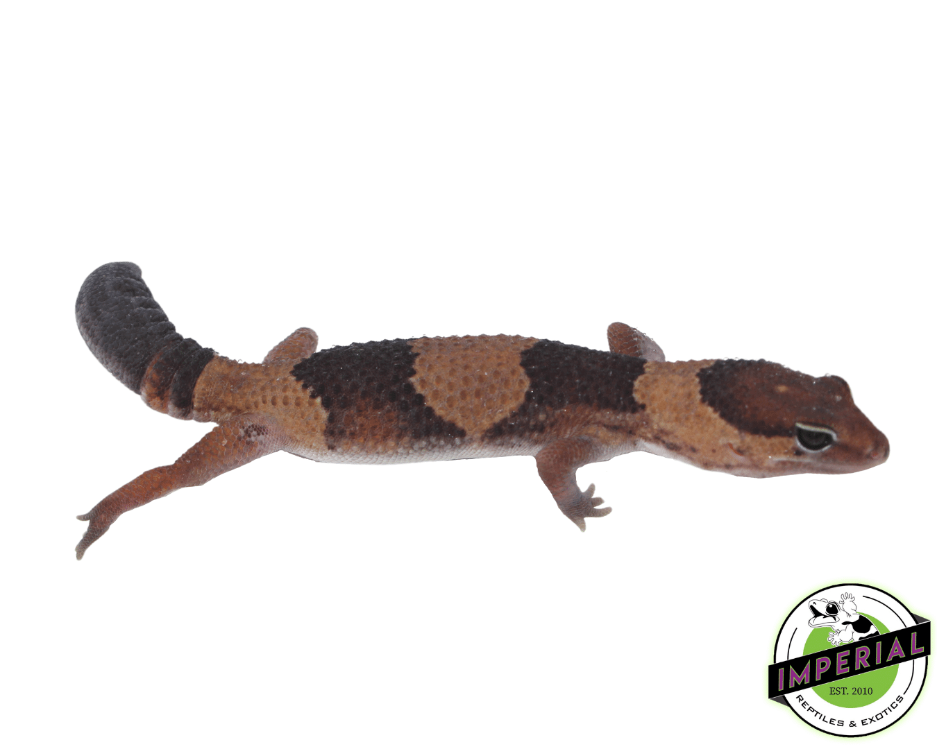 Dinker African Fat Tail Gecko